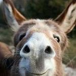 Greg K. Petty - @gregk.petty - Instagram