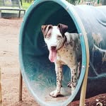 Greg the Polka Dog - @gregpolkadog - Instagram