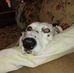 Gregg Pugliese - Facebook