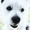 gregritchie162 - @gregritchie162 - TikTok