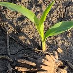 Gregg Rosenthal - @gregg.rosenthal.farm - Instagram