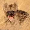 Greg Samsa - @greg.samsa6 - TikTok