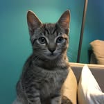 Greg and Samson - @bigkittylife - Instagram