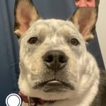 Greg scales - @gregscales - Instagram