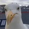 Gregg - @gregg_the_segal - TikTok