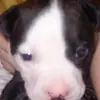 gregsharpe106 - @gregsharpe106 - TikTok