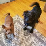 Greg Sisson - @maverick_oscar_the_mutts - Instagram