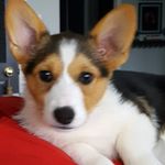 Greg Thrasher - @thelakethrashers - Instagram