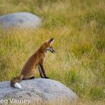 greg varney - @gregofissaquah - Instagram