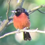Greg "Wash" Washburn - @birds_of_newjersey_usa - Instagram