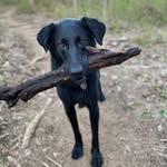 Gregg Whitlock - @foundastickontheground - Instagram