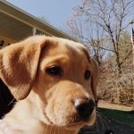 Greg Wilhelm - @trezshugger - Instagram