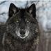 Greg Wolfe - Facebook