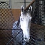 Greg Wolfe - @wolfehorseracing - Instagram