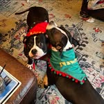 Greg York - @uberhun - Instagram