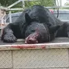 Greg Young - @gysongdog - TikTok