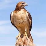Gregg Olsen - @greggoliv - Instagram