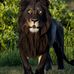 Gregg Petersen - Facebook