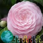 Gregoria Ibarra - Facebook