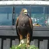 Gregoria Torres - @gregoria.torres2 - TikTok