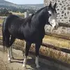 Gregorio Cuevas - @gregoriocuevas1 - TikTok