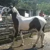 Gregorio Salas Galvan - @gregoriosalasgalv - TikTok