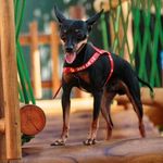 Gregório Machado - @gregorio.pinscher - Instagram