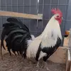 gregorio Rosas - @gragoriorosas - TikTok