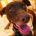 🐕 Gregorio Valentin Vittchello 🦴 - @gregoriovittchello - Instagram