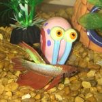 bartholomew gregory - @bartholomewgregorythebettafish - Instagram