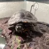 Gregory Bartholomew III - @gregorytheslider - TikTok