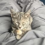 Gregory Bartholomew James IV - @gone123546958 - Instagram