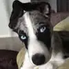 gregoryborowski0 - @gary46192 - TikTok