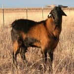 Richard Gregory / Buck Creek - @buck_creek_kikos - Instagram