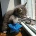 Gregory Decarlo - Facebook