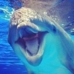 Gregory - @gregorythesassydolphin - Instagram