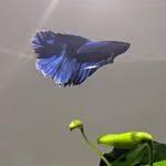 Gregory Fish - @greg_fish_official - Instagram