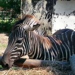 Gregory Fort - @igatorts - Instagram