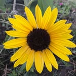 Gregory Georges - @iphonevideoguru - Instagram