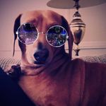 Toby Gregory Guinn Stevens 🐾 - @tobyggstevens - Instagram
