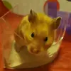 gregory - @gregory.hammer - TikTok