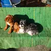 greg hassell - @greg.hassell - TikTok