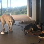 Gregory Judd - @dogs.on.jobs - Instagram