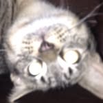 Gregory Jenkins Lansdowne - @greg_the_godcat - Instagram
