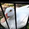 gregorylindeborg - @gregorylindeborg - TikTok