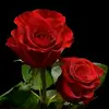 gregorymcduffie161 - @gregorymcduffie161 - TikTok