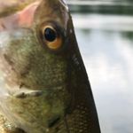 Greg 🐟🐟🐟 - @gregorymcgraw_fishing - Instagram