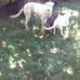 Gregory Medeiros - Facebook