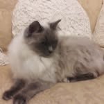 gregory mitchell - @safyre_misty - Instagram