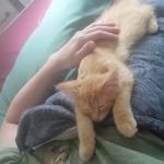 Gregory Paul Moeller - @aslanbestcat - Instagram